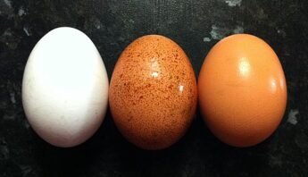 La vente d’œufs chez les crémiers-fromagers Oeufs